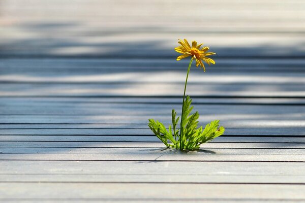 Gelbe schöne Blume wächst