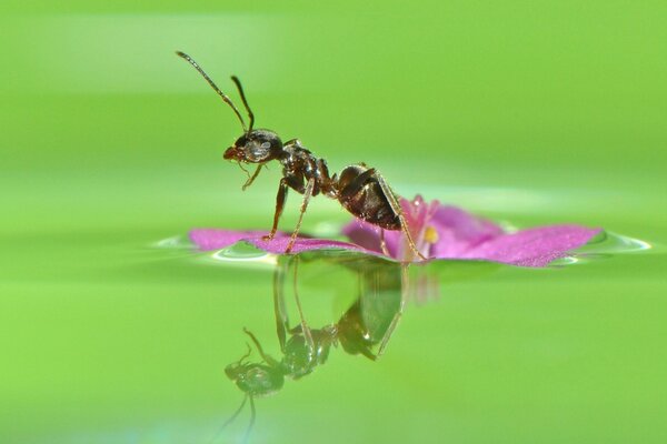 Ameise auf rosa Farbe im Wasser