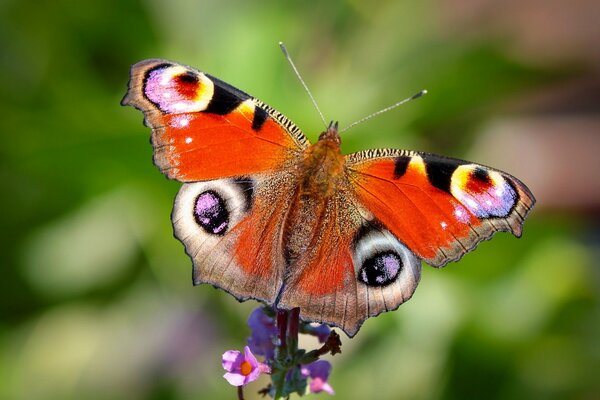 Beau et lumineux papillon assis sur une fleur pourpre