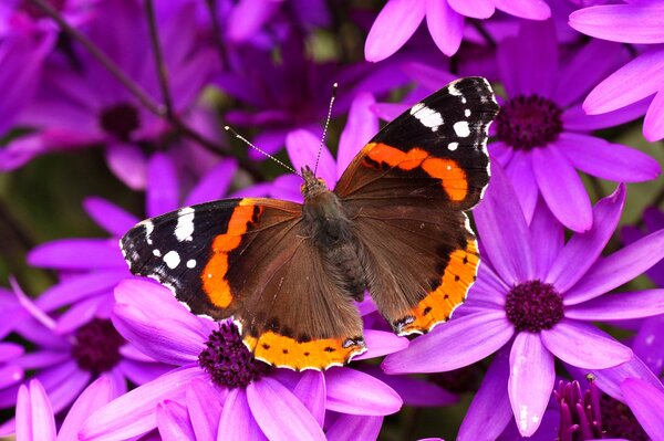 Ein Schmetterling sitzt auf lila Blüten