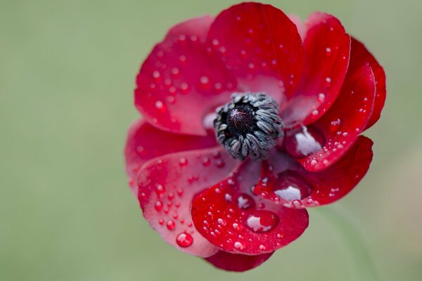 Dew drops on a red flower