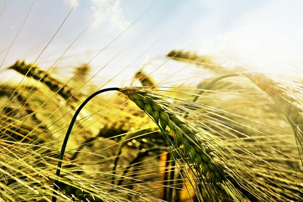 Spiga di grano al sole