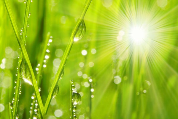 Macro photo of a drop of morning dew