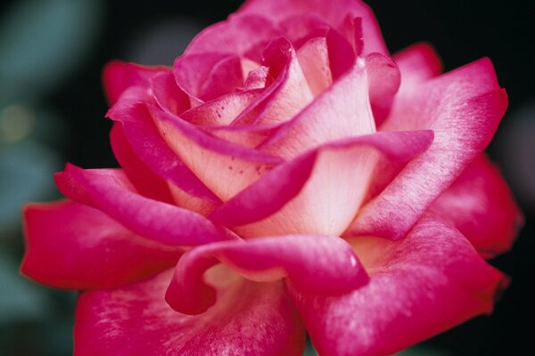 The opened rosebud with large delicate petals