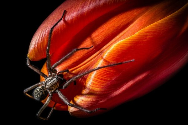 Eine Spinne sitzt auf einer roten Tulpe