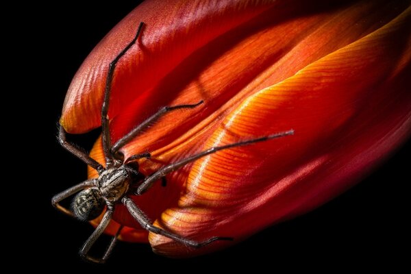 A spider is sitting on a red tulip