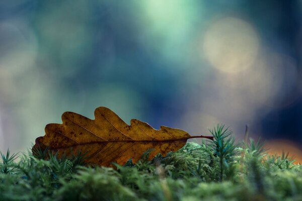 Macro oak leaf