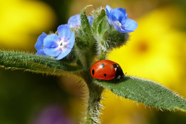 Coccinelle sur une feuille de fleur