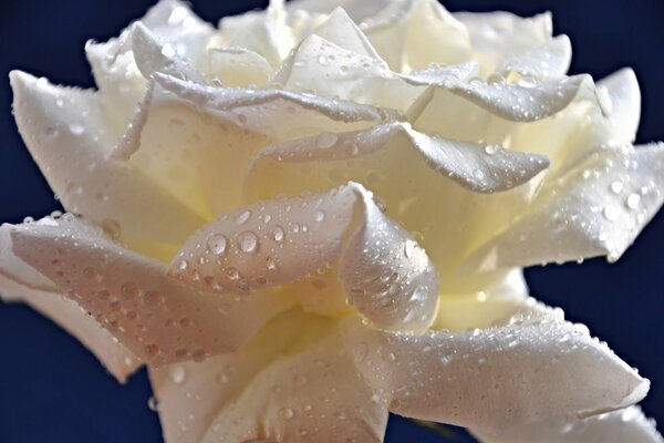 Rosa blanca con gotas de rocío en los pétalos