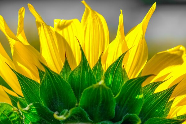 Bright sunflower petals with green foliage