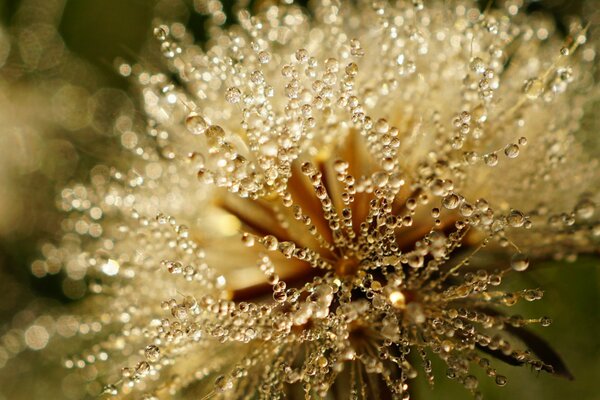 Dandelion highlights with dew drops