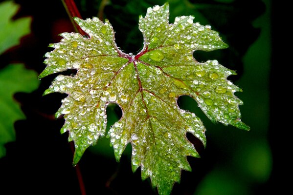 Hoja verde con gotas de agua