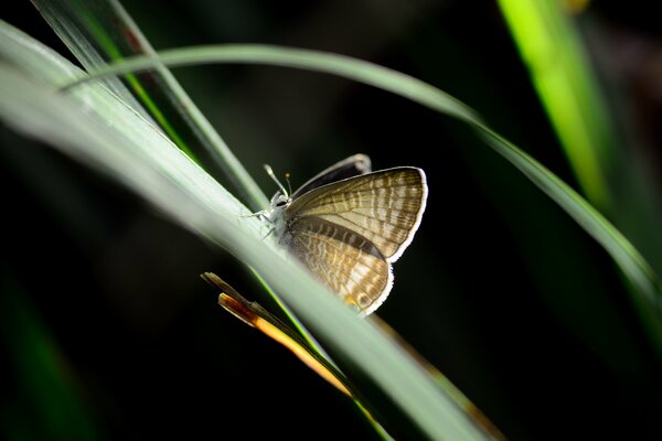 A butterfly sits on a green blade of grass