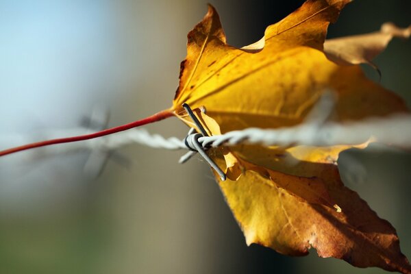 Yellow autumn leaf on the fence in the vicinity