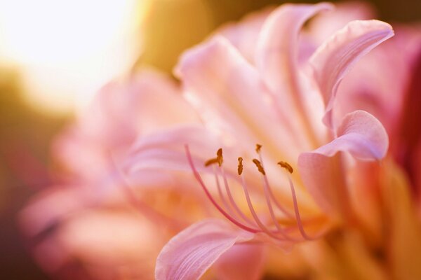 Pręciki różowej lilii w słońcu
