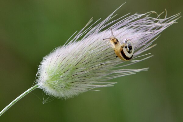 A small snail sits on a blade of grass