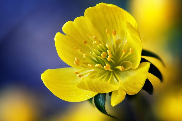 Helle gelbe Feldblume Makroaufnahme