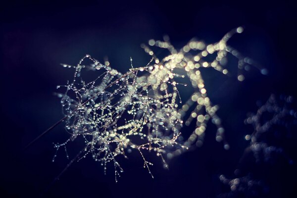 Beautiful cobweb in the early morning dew