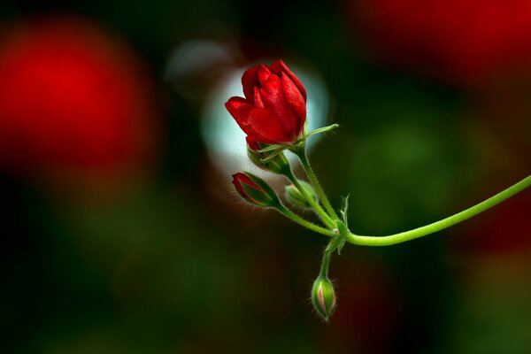 Red buds geranium twig