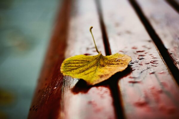 Foto macro di autunno, foglia gialla su una panchina in gocce di pioggia