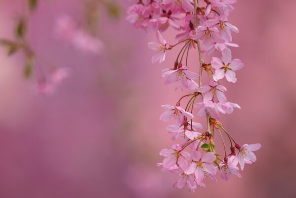 A flowering branch of veshni in spring