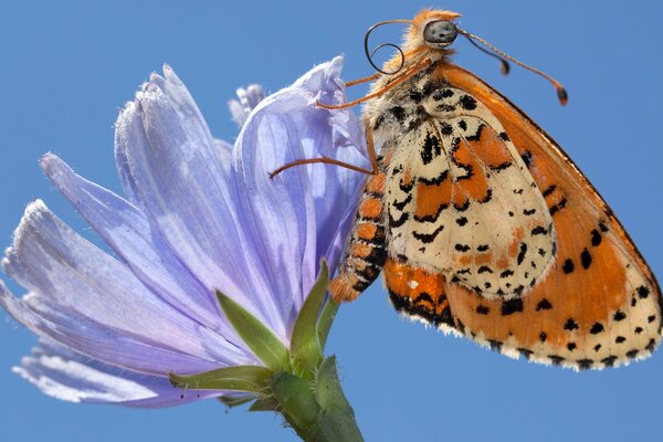 Papillon d humeur d été sur la fleur