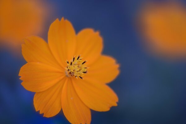 Orange flower on a blue background