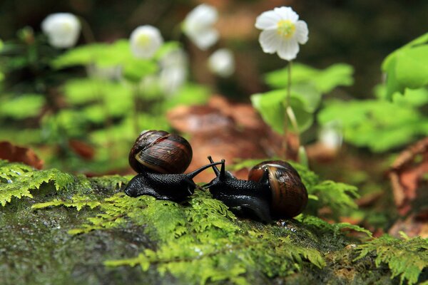 Schwarze Schnecken auf grünem Farn