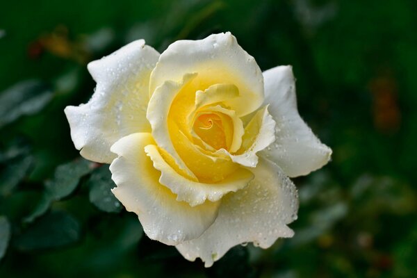 Rosa amarilla con gotas de rocío en los pétalos