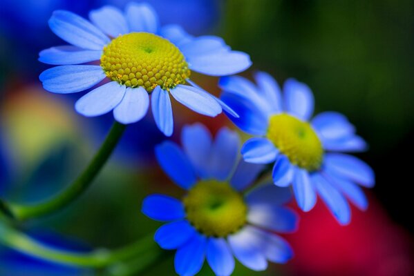 Schöne blaue Blumen auf verschwommenem Hintergrund