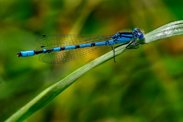 A blue dragonfly sat down on a blade of grass