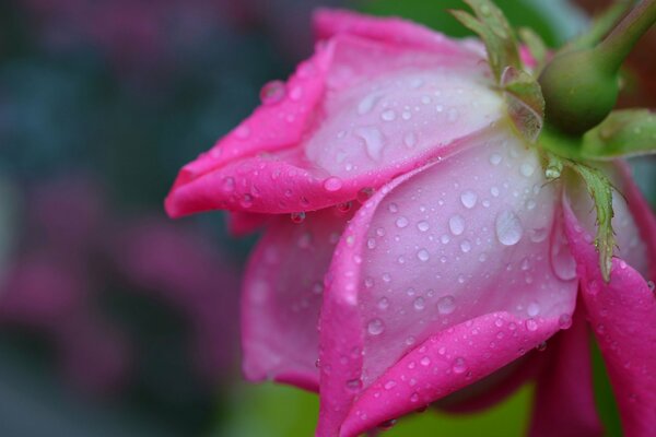 Gocce di rugiada su una rosa delicata