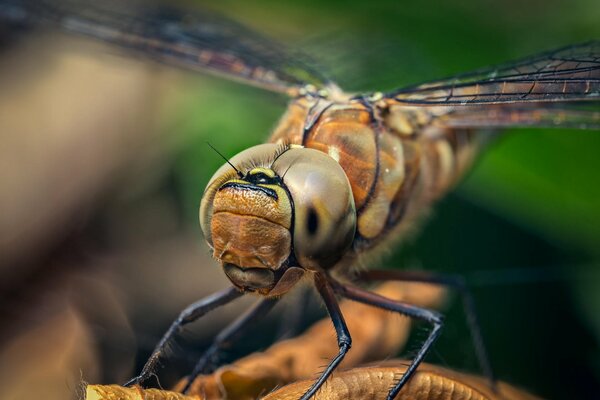 Dragonfly in close-up shooting. paws and eyes