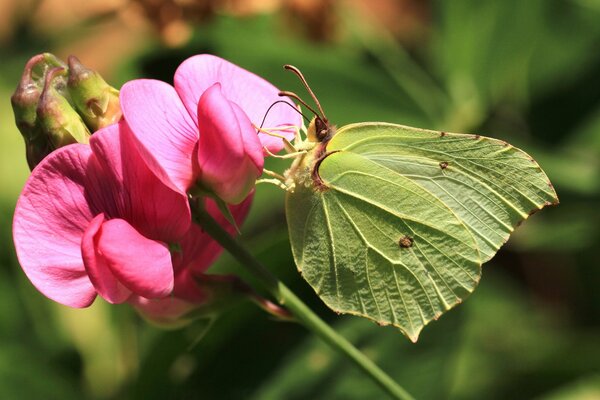 A green butterfly sits on a pink flower