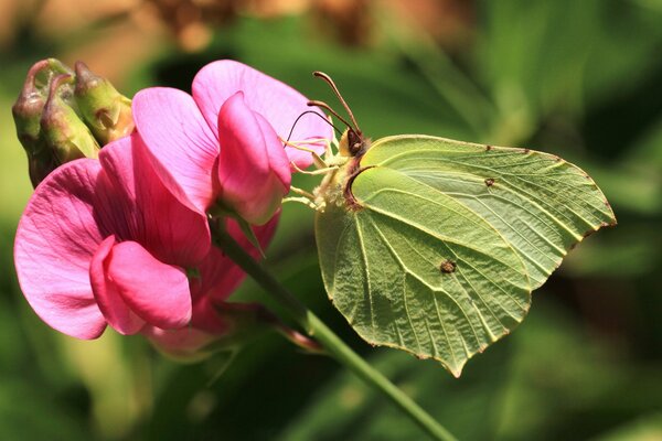 Zielony motyl siedzi na różowym kwiatku
