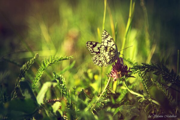 Moment Schmetterling Makro