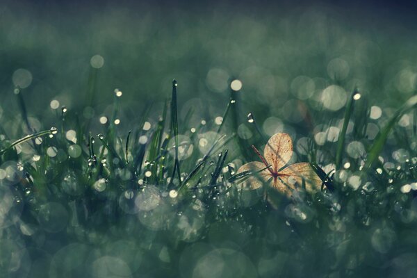 Morning dew drops on the green grass