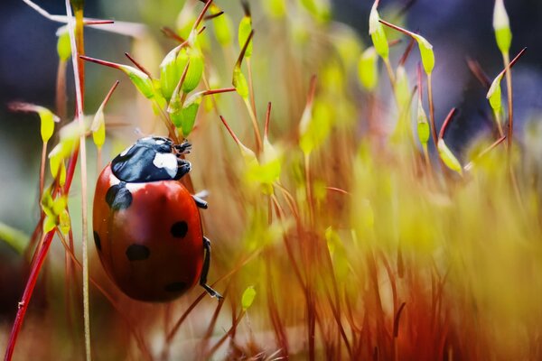 Photo of a ladybug crawling on a blade of grass