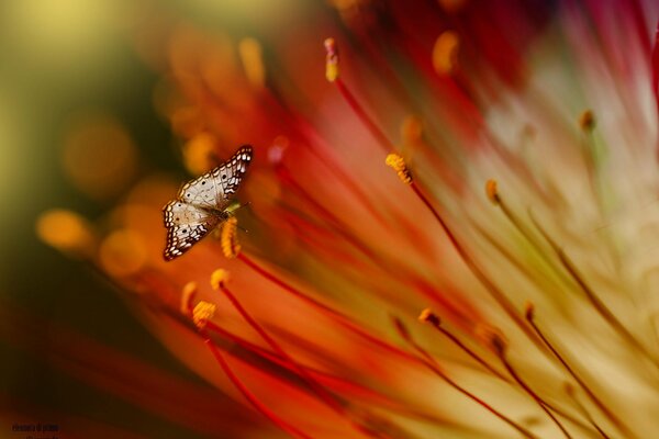 Le petit papillon recueille le nectar de la fleur