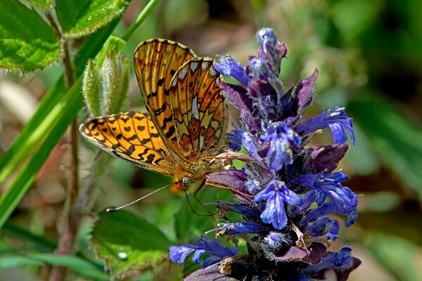 A beautiful butterfly sits on a flower