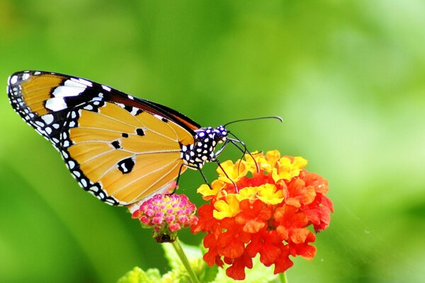 Mariposa amarilla en flor roja