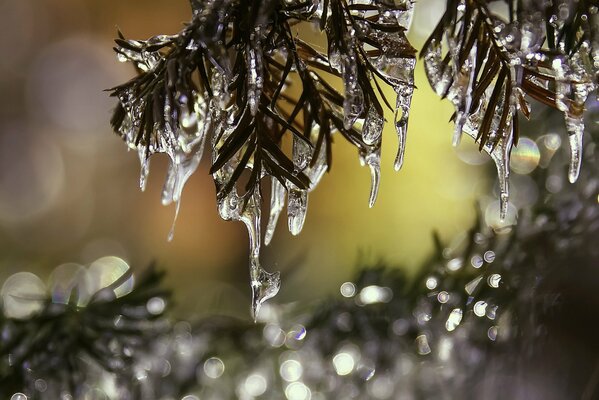 Foto macro di rami ghiacciati con aghi