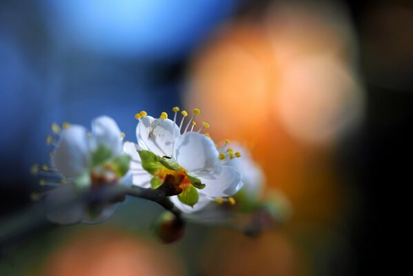 Resplandor en los pétalos de las flores de primavera en el Jardín