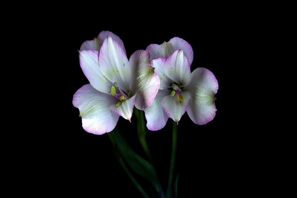 Paar Blumen mit weiß-rosa Blütenblättern auf schwarzem Hintergrund 