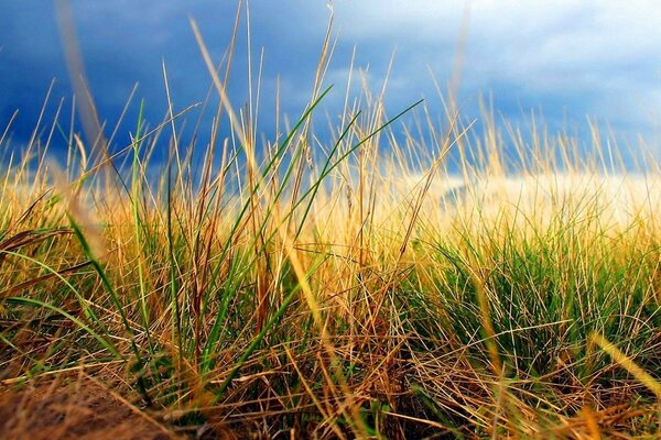 Gras und Himmel im Herbst Foto