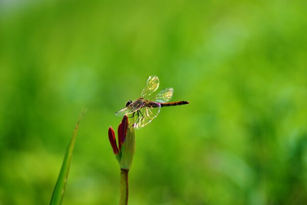 Photo nature. Libellule. une fleur non épanouie. Fond vert