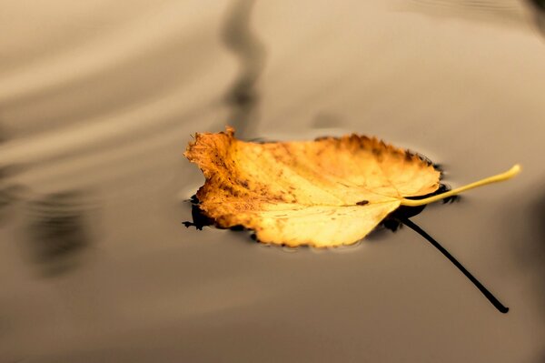 Autunno nel foglio di riflessione