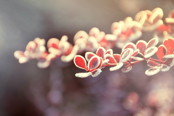 Red leaves in ice crystals