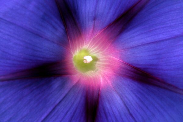 Flor luminosa azul con centro rosa