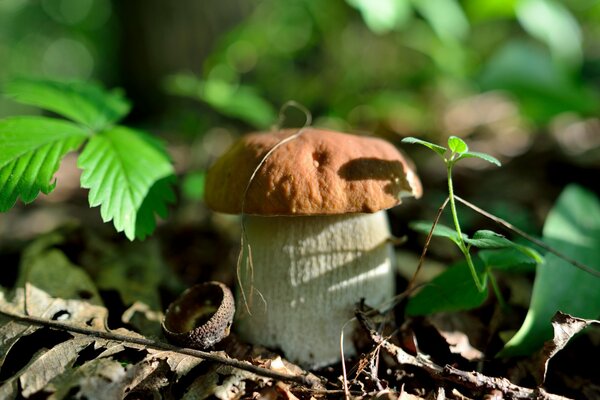 Il fungo cresce sullo sfondo della natura della foresta